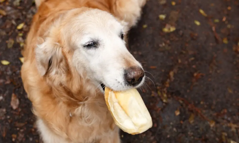 Alimentos que prendem o intestino do cachorro