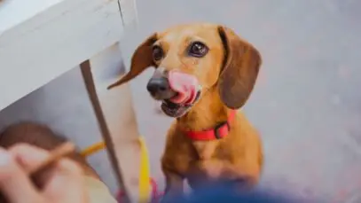 cachorro come o próprio cocô