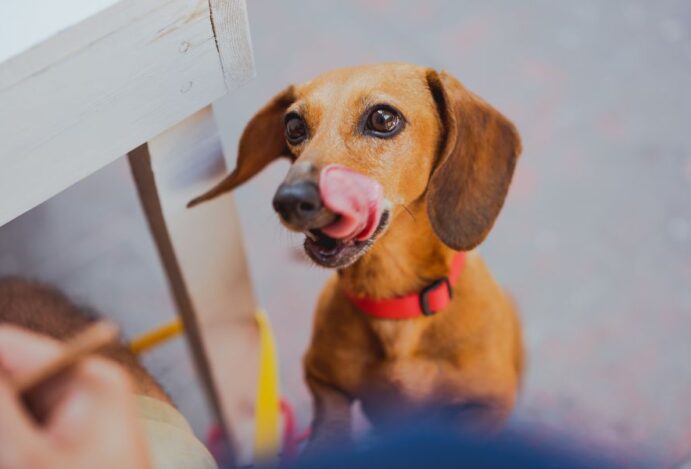 cachorro come o próprio cocô