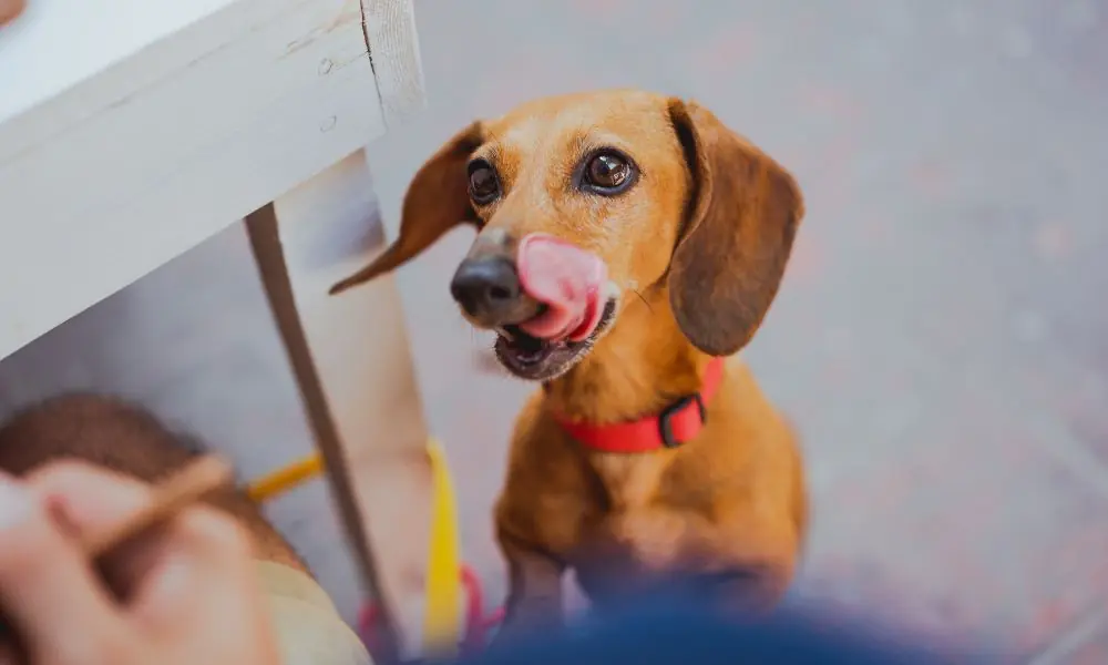 cachorro come o próprio cocô
