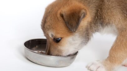 Alimentação correta para filhotes de cães e gatos Alimentação