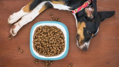 Até quando os cães devem comer ração de filhote ração de filhote