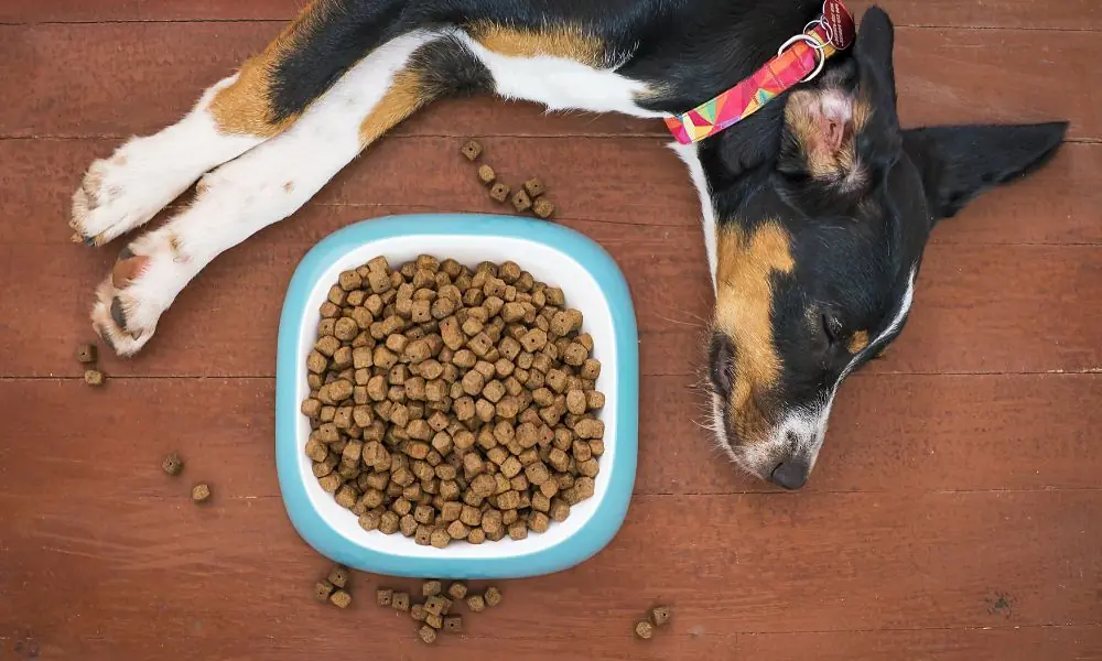 Até quando os cães devem comer ração de filhote ração de filhote