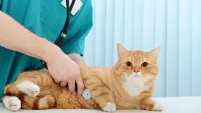 veterinários