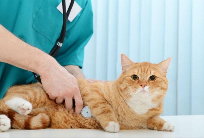 veterinários