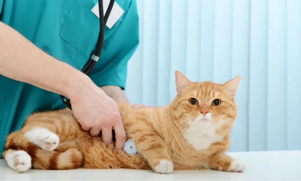 veterinários