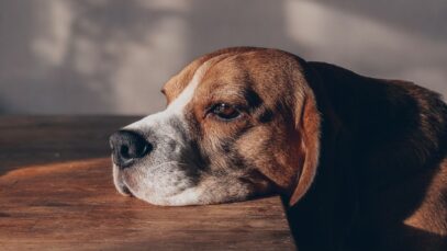 Como saber se meu cachorro está com febre febre