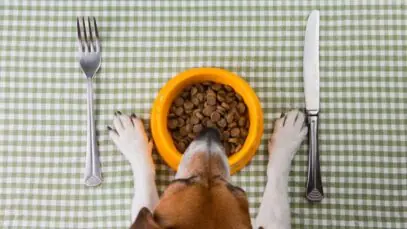 Dieta animal