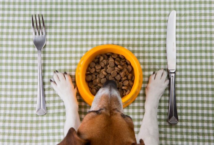 Dieta animal