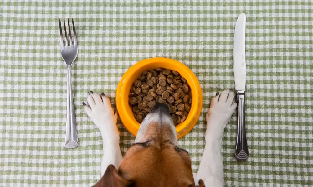 Dieta animal