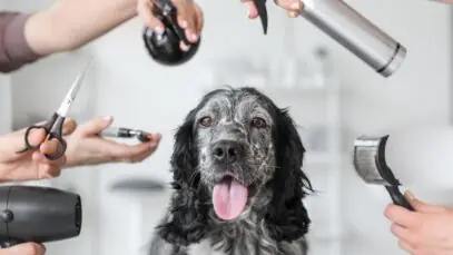 Doggi
