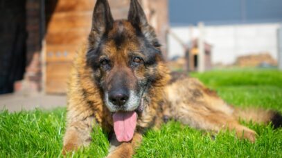 É possível saber quantos anos vive um cachorro Quantos anos vive um cachorro