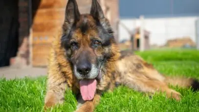 Quantos anos vive um cachorro
