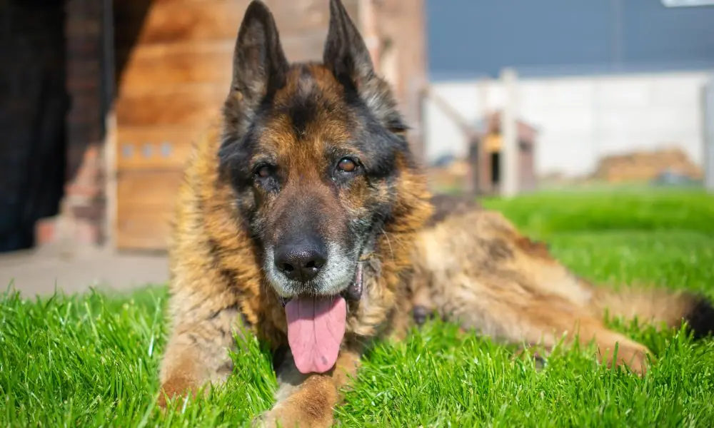 É possível saber quantos anos vive um cachorro Quantos anos vive um cachorro
