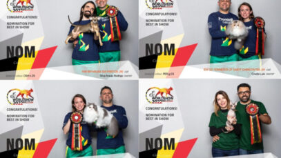 Gatos brasileiros são destaque em concurso internacional na Europa Gatos brasileiros