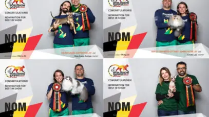 Gatos brasileiros