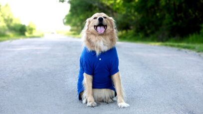 Novembro Azul Pets mês de conscientização ao câncer de próstata em animais de estimação Novembro Azul Pets