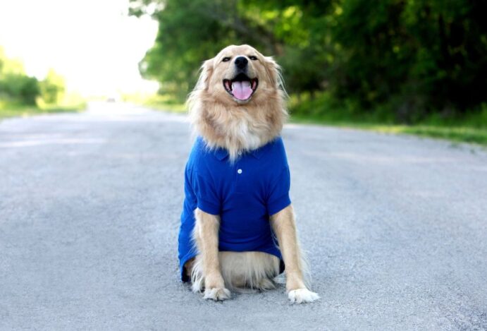 Novembro Azul Pets