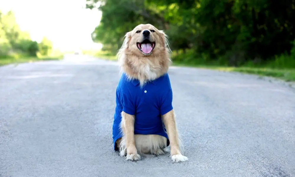 Novembro Azul Pets