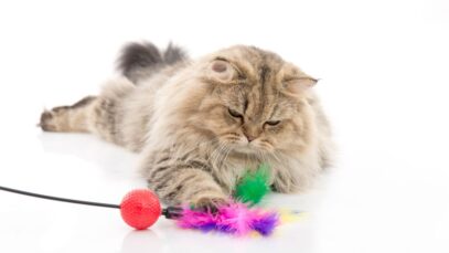 Pet Friday