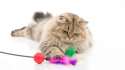 Pet Friday