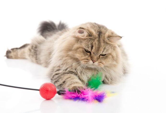 Pet Friday