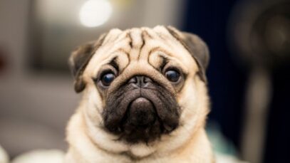 Pug, uma das raças preferidas da nobreza europeia pug