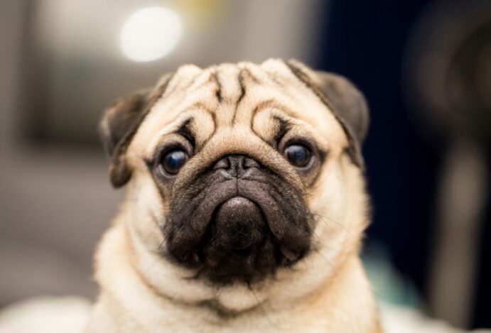 pug