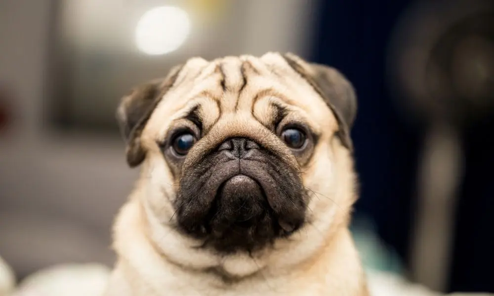 Pug, uma das raças preferidas da nobreza europeia pug