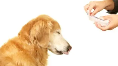 suplementação para pets