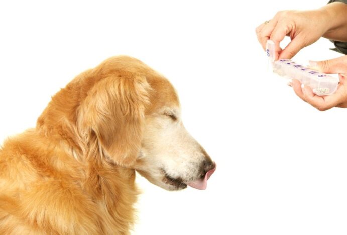 suplementação para pets