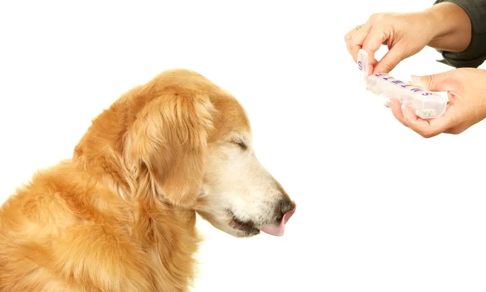 Quando e com usar a suplementação para pets suplementação para pets