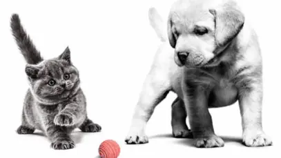 ROYAL CANIN® desenvolve Programa de Suporte para Médicos-Veterinários