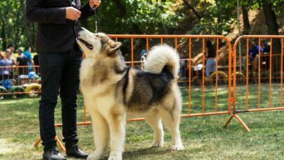 evento de cães