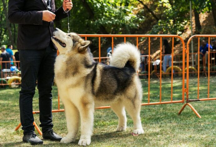 evento de cães