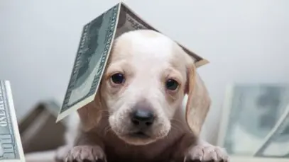 Varejo pet prevê faturamento recorde de R$ 59,9 bilhões