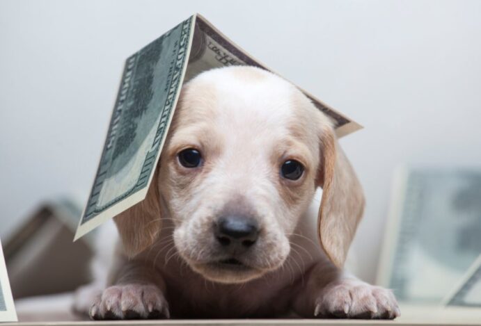 Imagem relacionada a: Varejo pet prevê faturamento recorde de R$ 59,9 bilhões