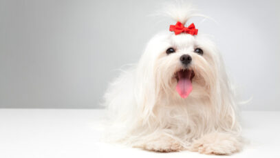 laços para cães laços para cães