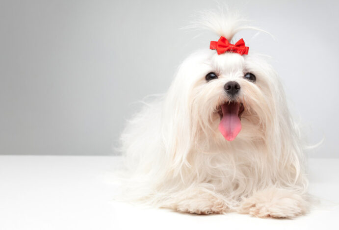 laços para cães