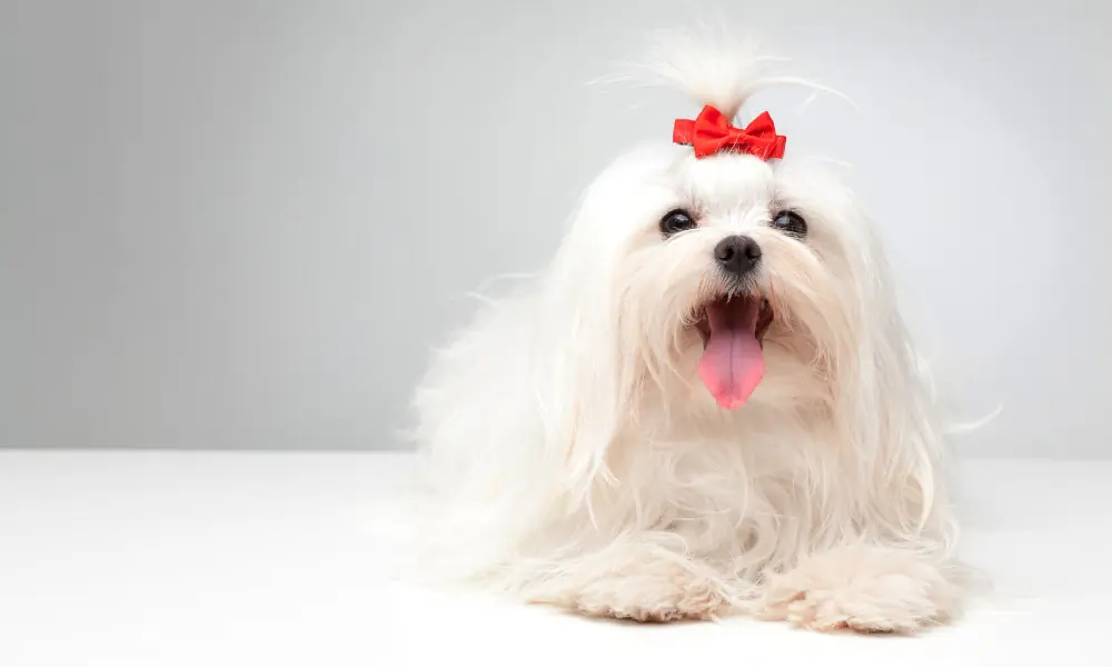 laços para cães laços para cães