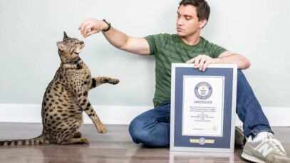 maior gato do mundo