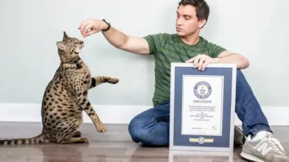 maior gato do mundo