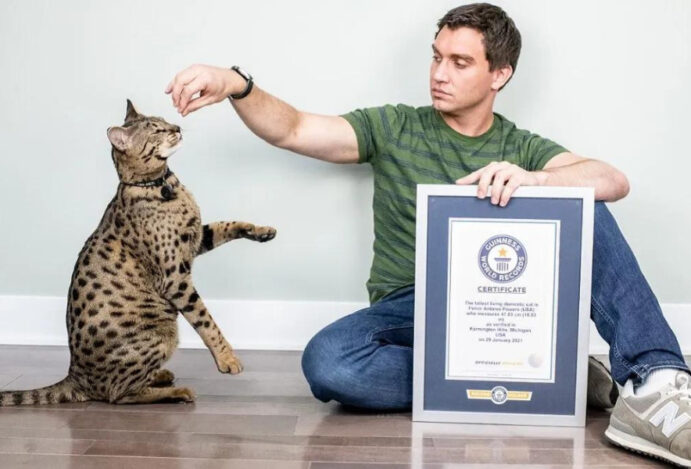 maior gato do mundo