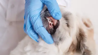 Periodontite em cães e gatos: sintomas e tratamentos Periodontite em cães e gatos: sintomas e tratamentos