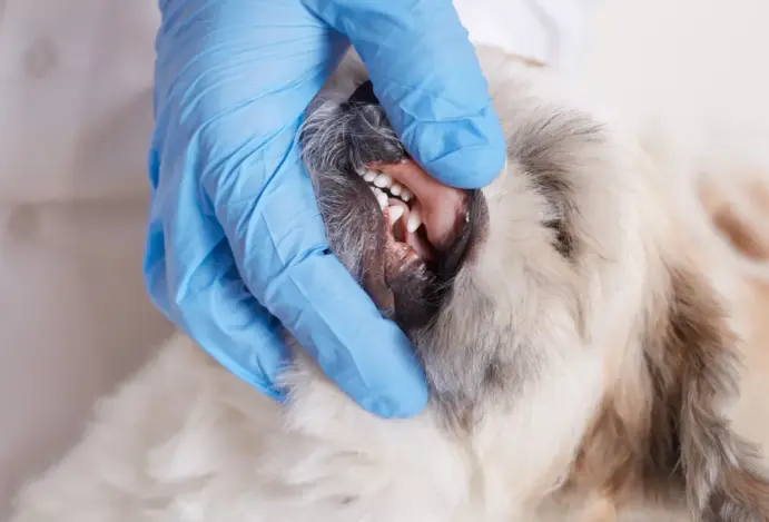 Periodontite em cães e gatos: sintomas e tratamentos
