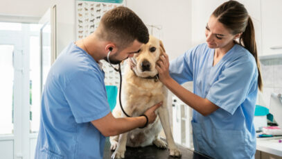 veterinária