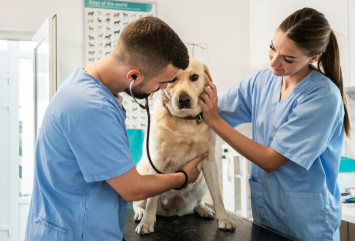 veterinária
