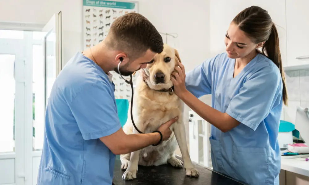 veterinária veterinária