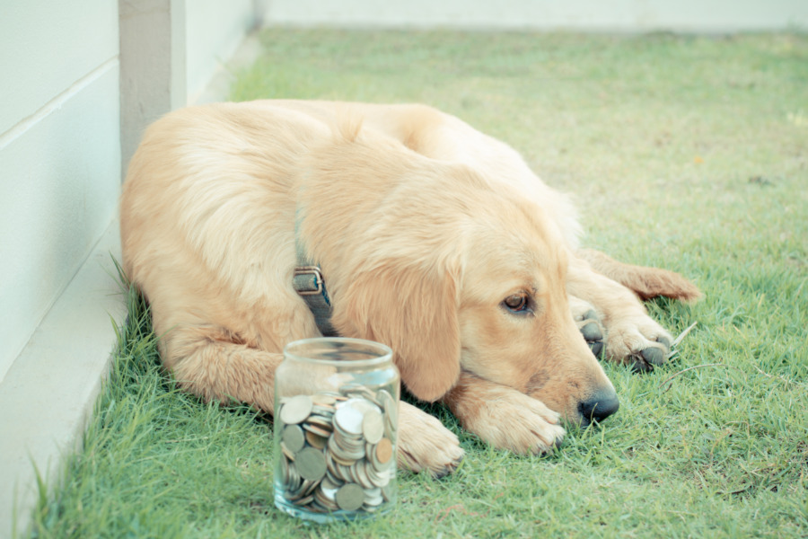 auxílio para cães