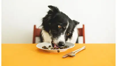 rações para cães e gatos